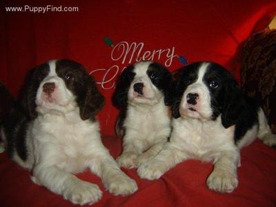 Puppies in BAY MINETTE